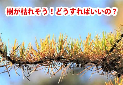 樹木枯萎原因|庭木が枯れそう！原因は何？復活させるにはどうすればいいの？。